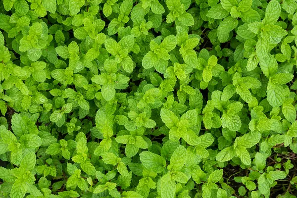 Närbild Mynta Blad Växt Ekologisk Grönsak Trädgård — Stockfoto