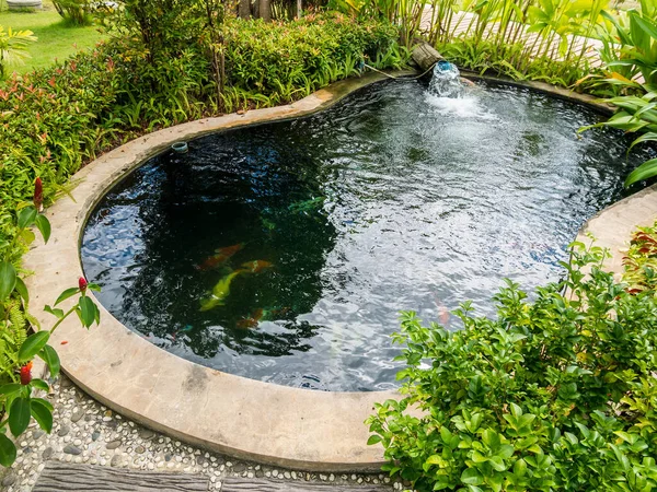 鯉が庭の池で泳ぐ — ストック写真