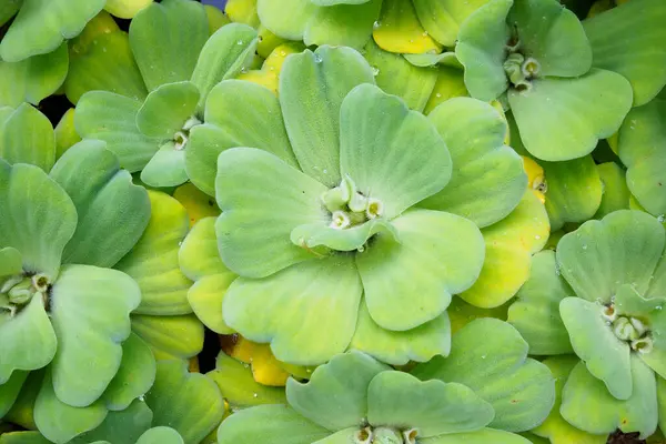 关闭食水莴苣植物 — 图库照片