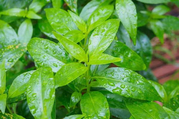 Свіжі Тайські Лікарські Трави Органічні Рослини Залишають Андроґрафічні Паникулати — стокове фото