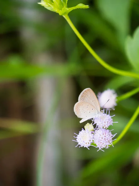 Detailní Motýl Trávě Květiny — Stock fotografie