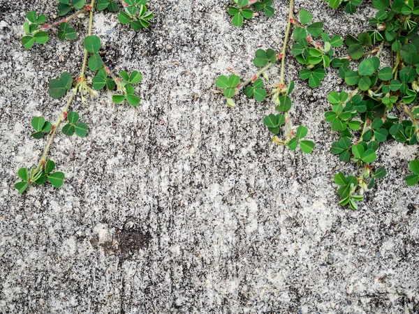 Plant Concrete Wall Background Copy Space — Stock Photo, Image