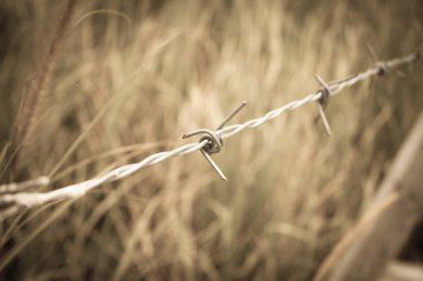 Dikenli tel ve yeşil alan yakın çekim