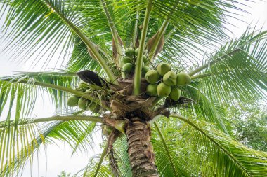 Hindistan cevizi ağacında taze hindistan cevizi kümesi