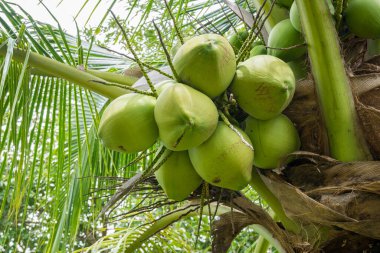 Hindistan cevizi ağacında taze hindistan cevizi kümesi