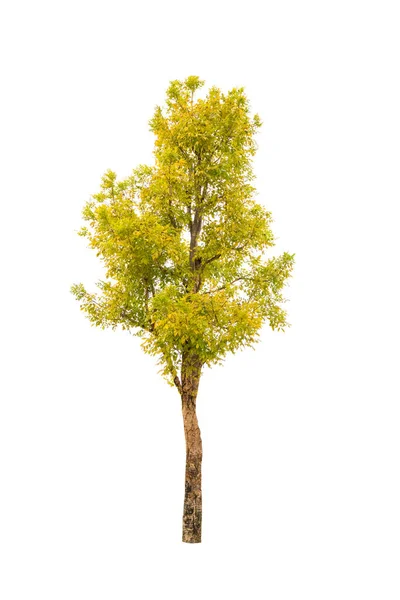 Isolierter Baum Auf Weißem Hintergrund — Stockfoto