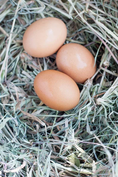 Yuva arka planında taze yumurtalar