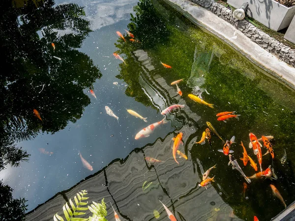 Ausgefallene Karpfen Koi Fische Koi Teich Garten — Stockfoto