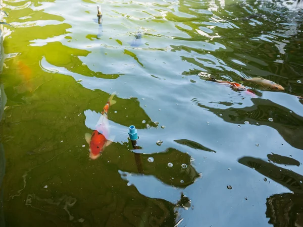 Koi Karpfen Fische Teich — Stockfoto