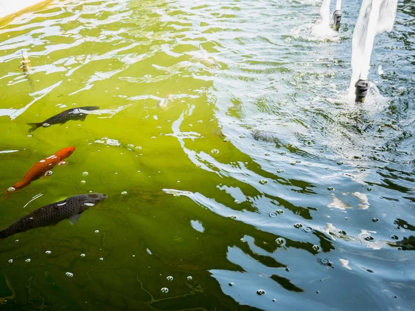 Koi Carp Fish Pond — Stock Photo, Image