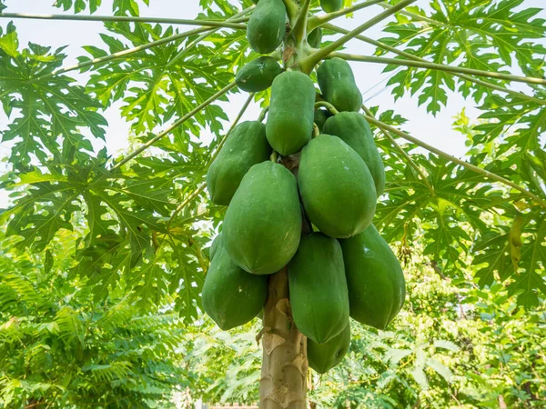 Buah Pepaya Hijau Organik Pohon — Stok Foto