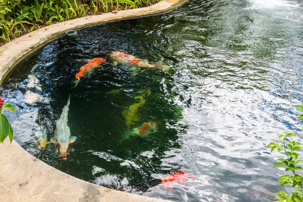 koi fish carps swimming in garden pond