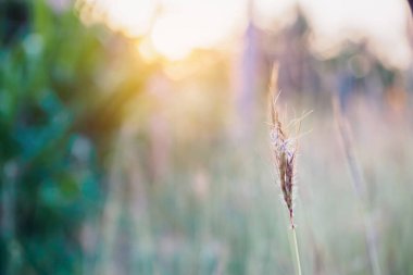 günbatımında çimen alanı