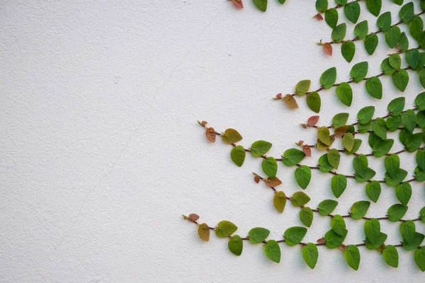Зелена Рослина Плюща Сходження Білій Стіні Копіювальним Простором — стокове фото