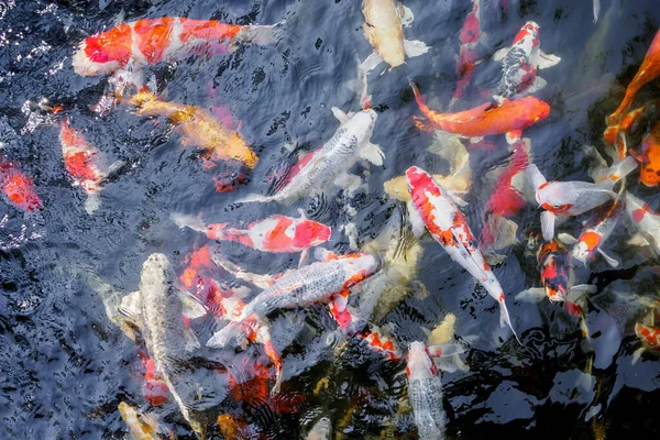 Beautiful Koi Fish Pond Garden — Stock Photo, Image