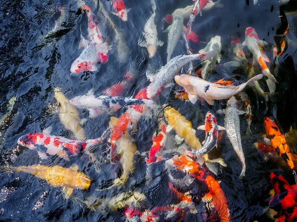 Beautiful Koi Fish Pond Garden — Stock Photo, Image