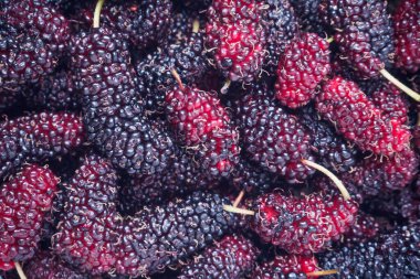 taze dut yakın plan arka plan