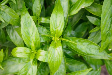 Taze Tayland bitkisel bitkileri organik bitkiler Andrographis 'i panikletiyor.