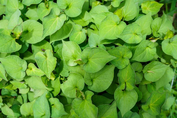 Houttuynia Cordata Kwon Como Menta Pescado Plu Kaow Medicina Herbal —  Fotos de Stock