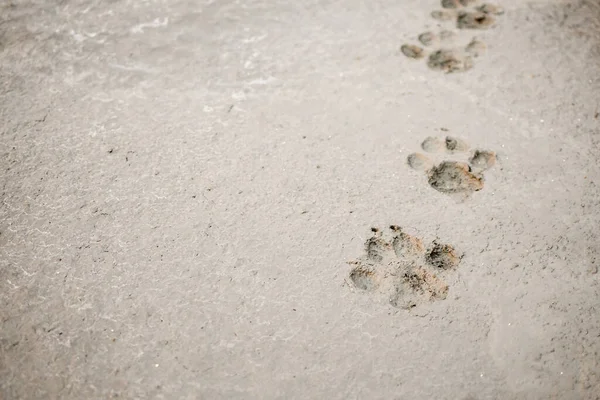 Hund Fotspår Cement Betong Golv Bakgrund — Stockfoto
