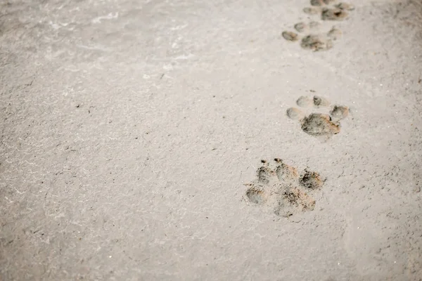 Beton Zeminde Köpek Ayak Izleri — Stok fotoğraf