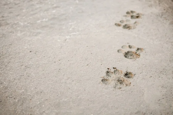Hund Fotspår Cement Betong Golv Bakgrund — Stockfoto