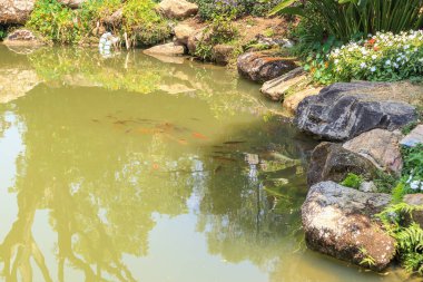 Bahçe havuzu dekoratif peyzaj tasarımında koi balığı