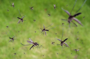 Many mosquitoes fly over green grass field clipart