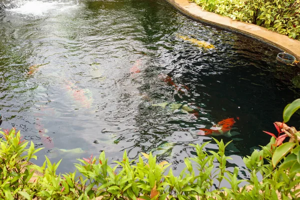 Colorful Fancy Carps Koi Fish Garden Pond — Stock Photo, Image