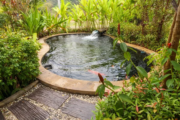 Bahçe havuzunda renkli sazan balığı.