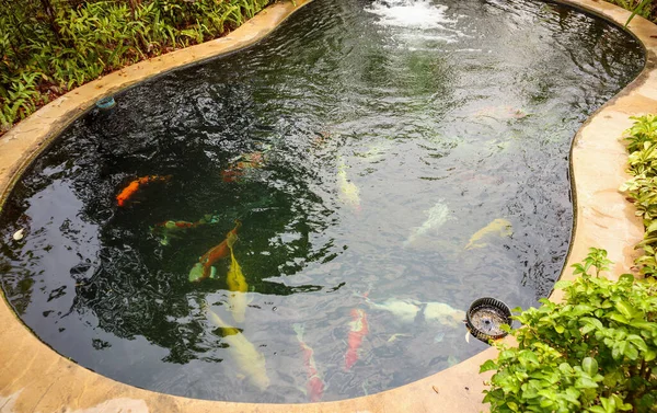 カラフルな鯉庭の池の鯉 — ストック写真