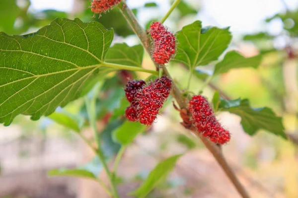 Fresh Red Mulberry Fruits Tree Branch — Stock Photo, Image