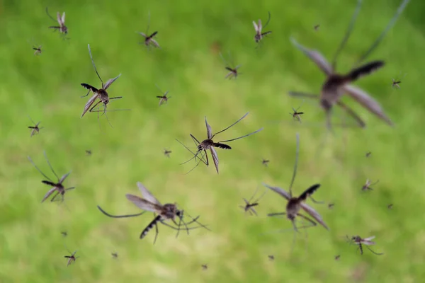 Многие Комары Летают Над Зеленым Травяным Полем — стоковое фото