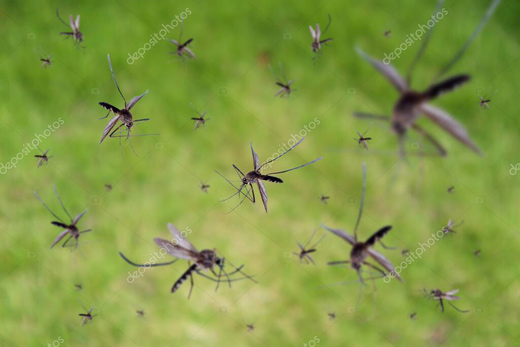 mosquitos #hashtag