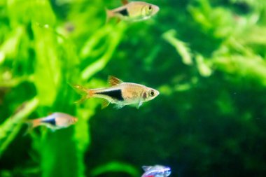 Akvaryumdaki tatlı su tropikal neon balığı