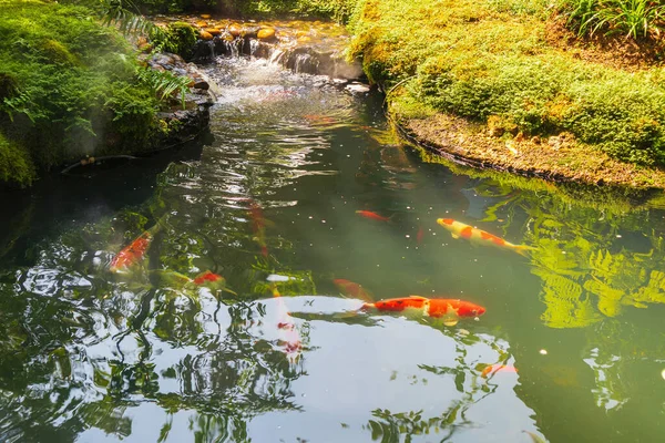 カラフルな鯉庭の池の鯉 — ストック写真