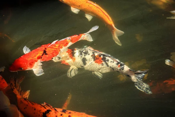 Fancy Carp Koi Fish Pond — Stock Photo, Image