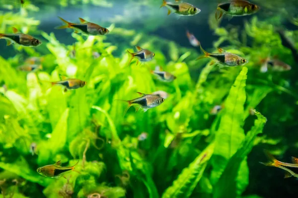 Akvaryumdaki Tatlı Tropikal Neon Balığı — Stok fotoğraf