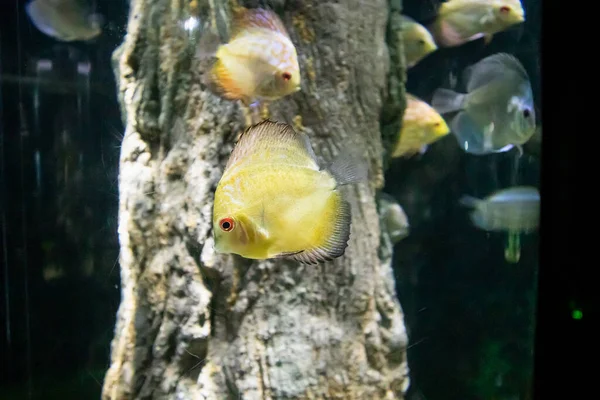 Akvaryumdaki Pompadour Balığı — Stok fotoğraf