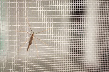 Evin penceresinde böceklere karşı sivrisinek ağı ekranı