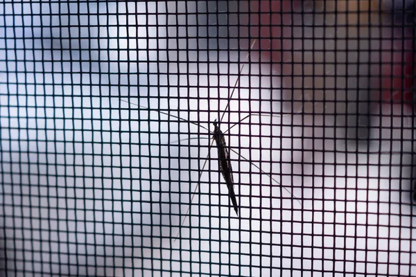 Myggnät Tråd Skärm Huset Fönster Skydd Mot Insekter — Stockfoto