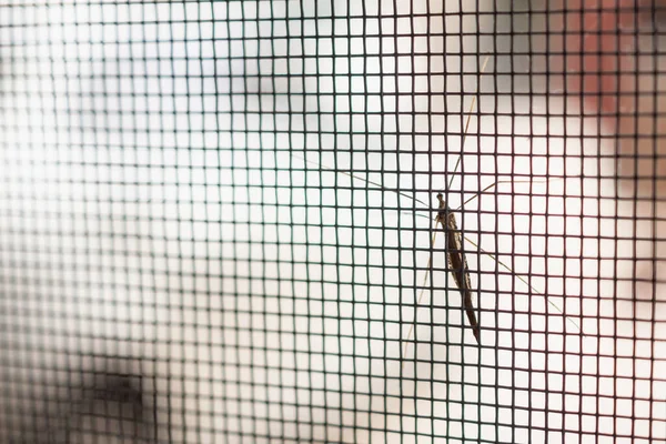 室内防虫窗上的蚊帐铁丝网屏风 — 图库照片