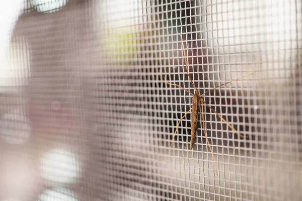 Mosquitero Pantalla Alambre Ventana Casa Protección Contra Insectos —  Fotos de Stock