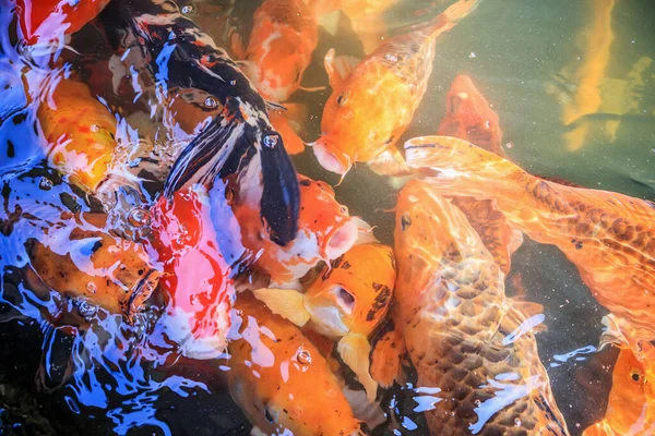 Fancy Carp Koi Fish Pond — Stock Photo, Image