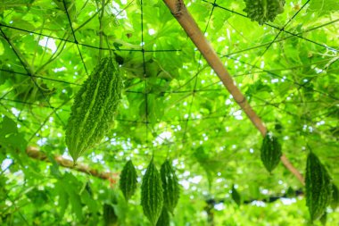 Acı kavun ya da organik bahçedeki Momordica charantia bitkisi