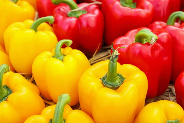 Organik çiftlikte taze dolmalık biber