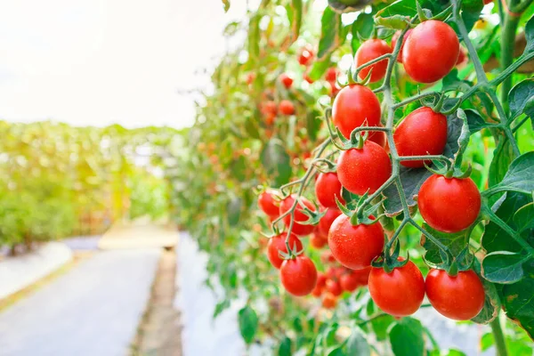 Taze Taze Kırmızı Domatesler Organik Sera Bahçesinde Yetişmeye Hazır — Stok fotoğraf