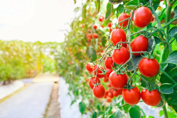 Fresh Ripe Red Tomatoes Plant Growth Organic Greenhouse Garden Ready — Stock Photo, Image