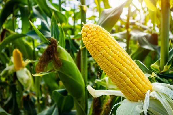 Mazorca Maíz Con Hojas Verdes Crecimiento Campo Agrícola Aire Libre — Foto de Stock