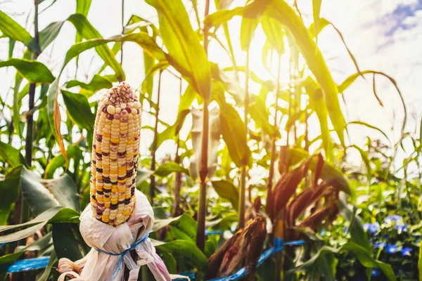 Espiga Milho Com Folhas Verdes Crescimento Campo Agrícola Livre — Fotografia de Stock